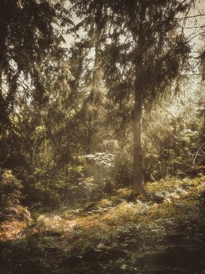 VINTAGE FOREST