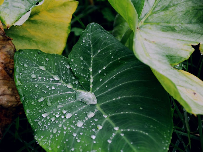 GOTAS D'ÁGUA