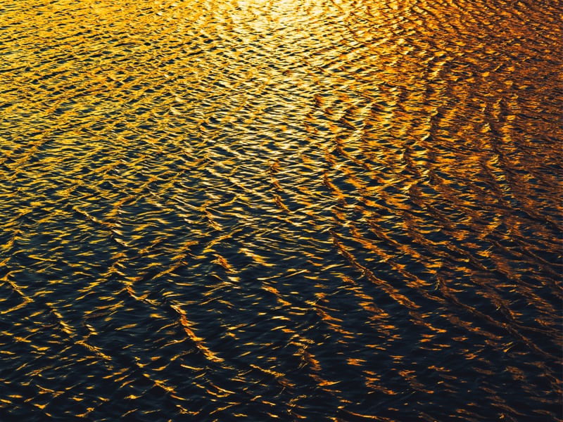 GOLDEN LIGHT