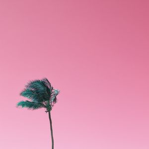 COQUEIRO - ROSA