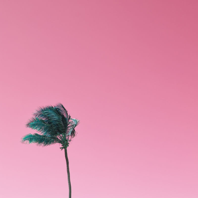 COQUEIRO - ROSA