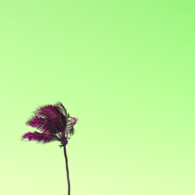 COQUEIRO - VERDE