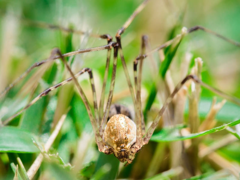 ARANHA NA GRAMA