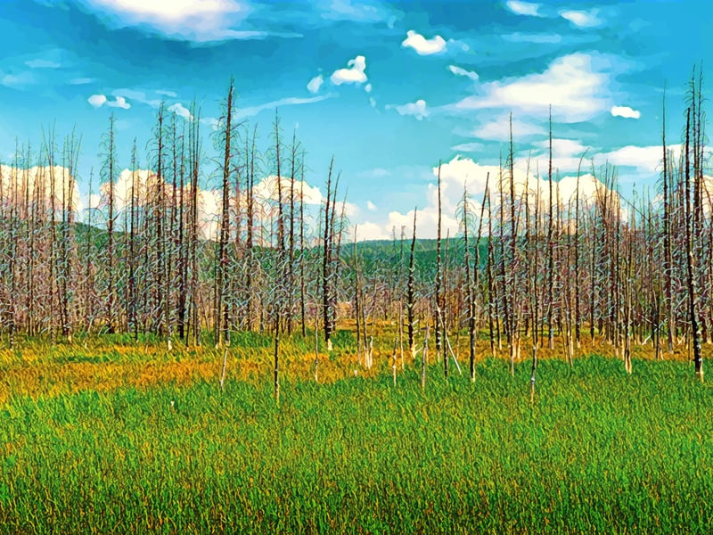 YELLOWSTONE 1