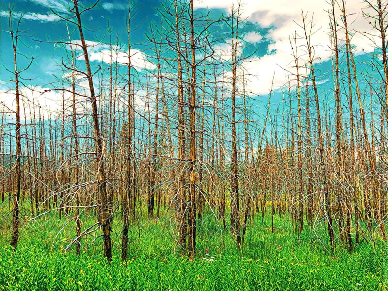 YELLOWSTONE TRÍPTICO 3