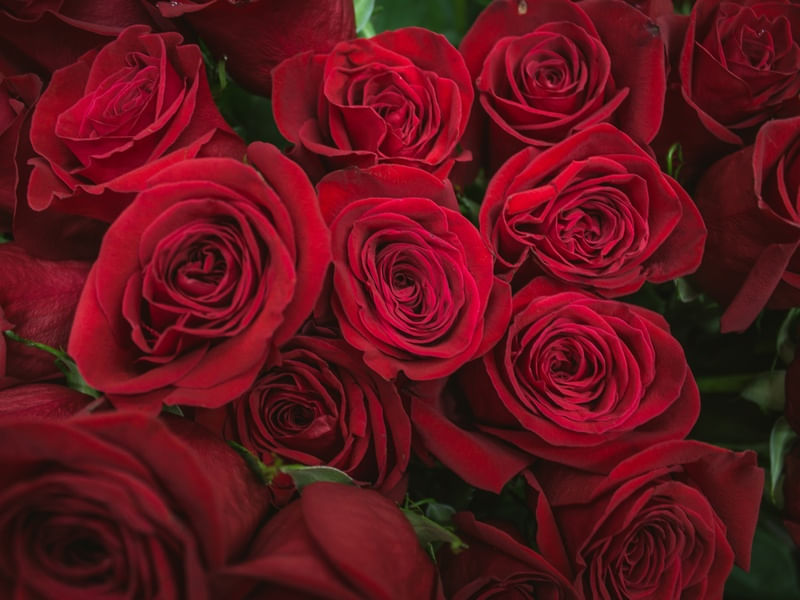 SOME RED RED ROSES