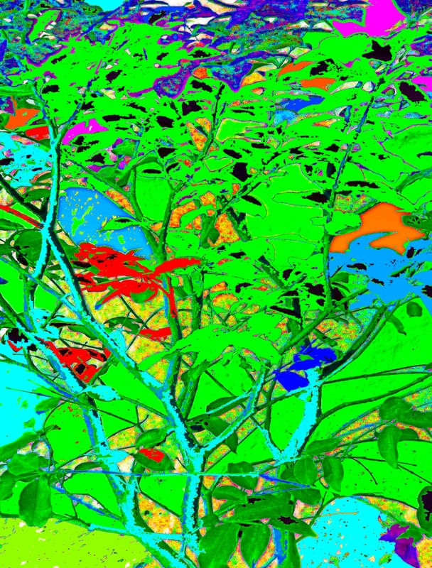 GALHOS COLORIDOS