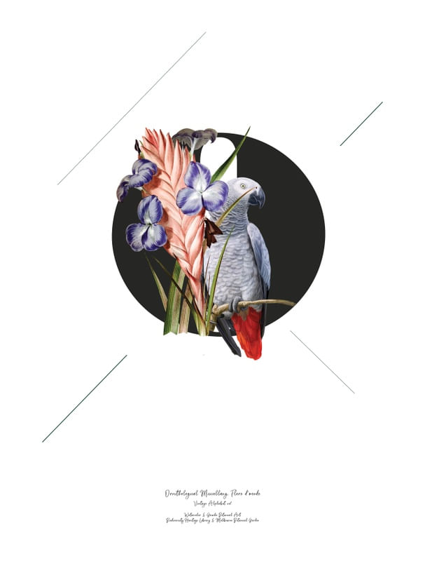 BOTANICAL ALPHABET O