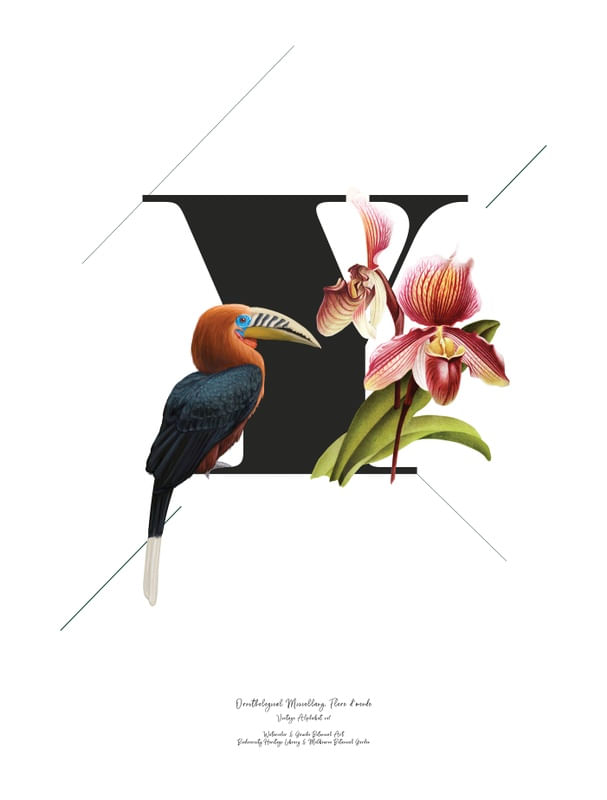 BOTANICAL ALPHABET Y