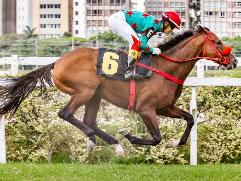 CIDADE-SAO PAULO JOCKEY CLUB