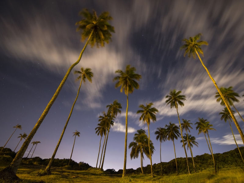 CIDADE - JOAO PESSOA PALMTREES JOÃO PESSOA