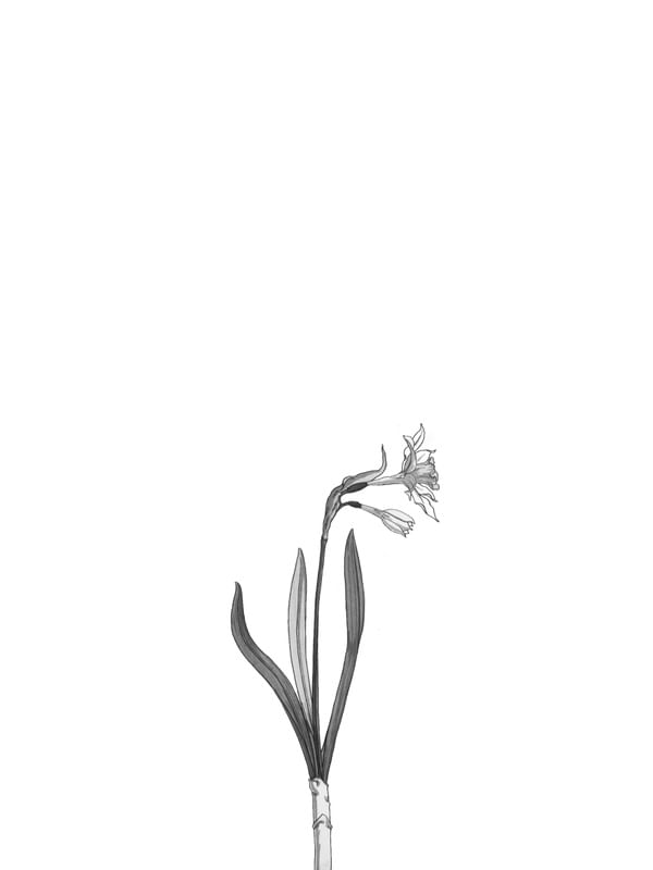 MINIMALISTA FLORAL VEL