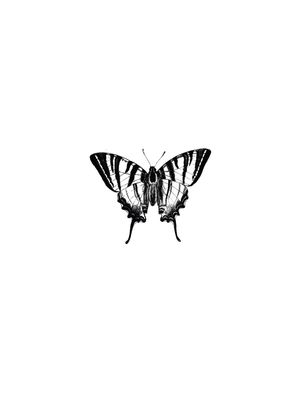 MINIMALISTA BORBOLETA 2