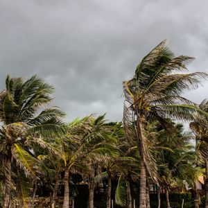 PALMEIRA-TEMPORAL