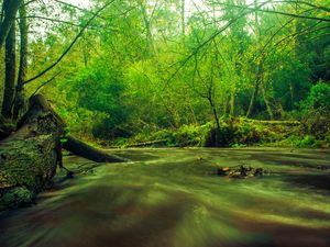 ÁGUA E VERDE