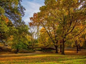 ÁRVORES NO CENTRAL PARK