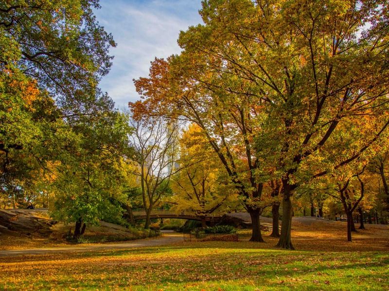 ÁRVORES NO CENTRAL PARK