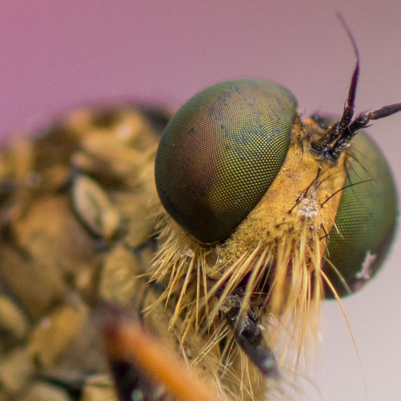 INSETO MACRO