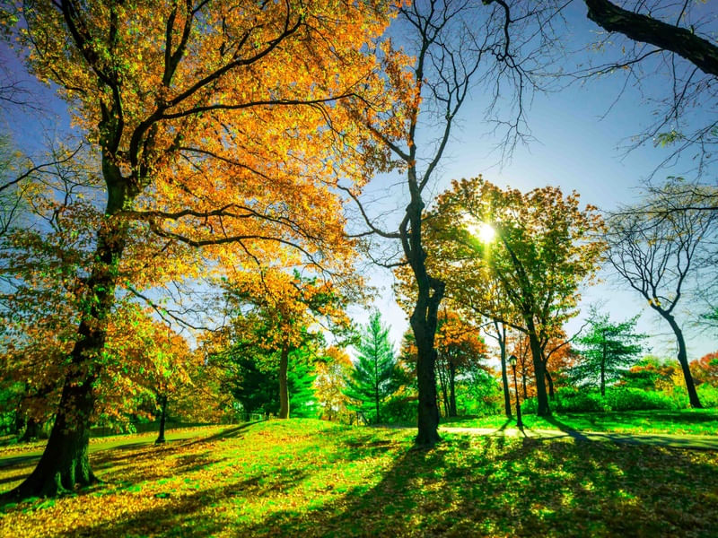 ÁRVORES NO CENTRAL PARK 2