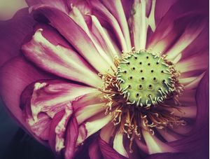 LÓTUS - FLOR