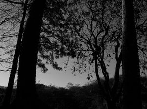 ARVORE_CEU_03