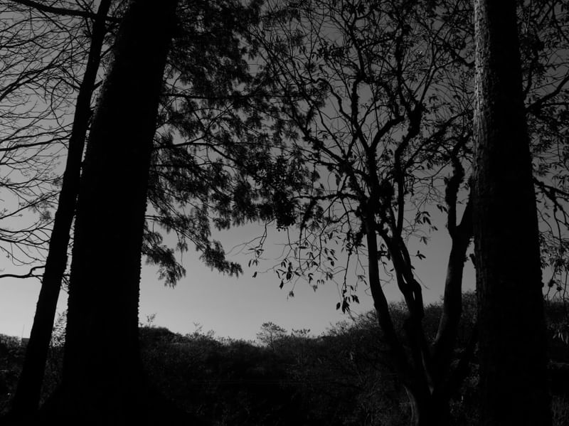 ARVORE_CEU_03
