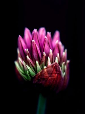 FLOR SÓBRIA