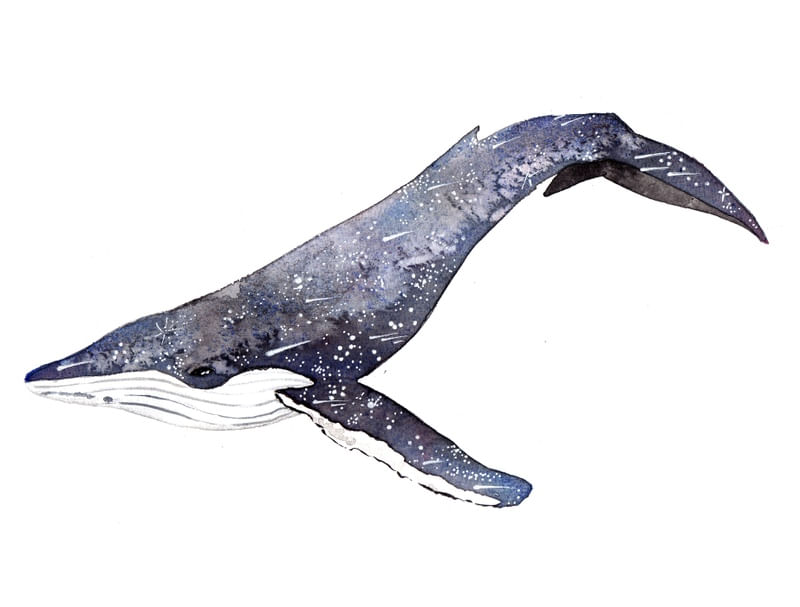 STAR WHALE