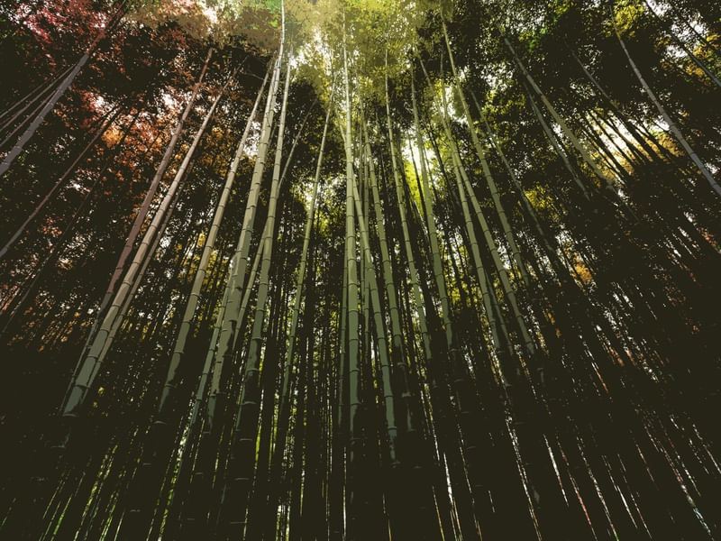 NATURAL FOREST OF BAMBOO