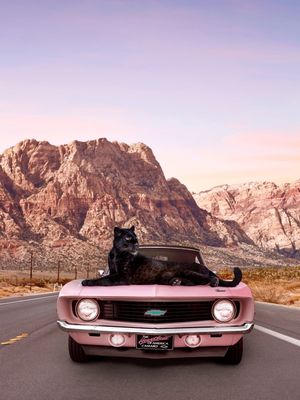 NEVADA