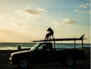 CÃO SURFISTA