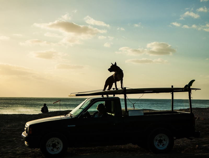 CÃO SURFISTA