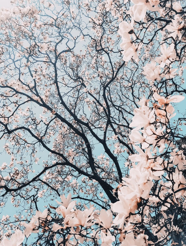 SAKURA - FLOR DE CEREJEIRA