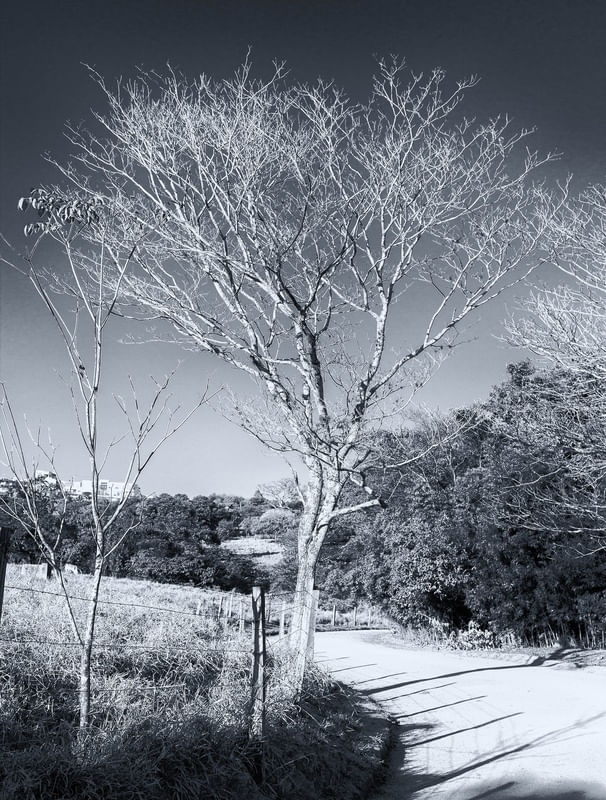 NATUREZA CINZENTA