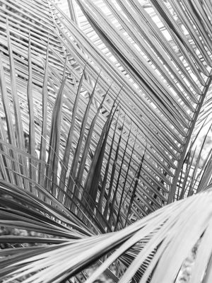 FOLHAS PINADAS 2 PB (R)