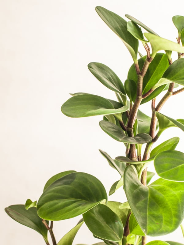 PEPEROMIA.