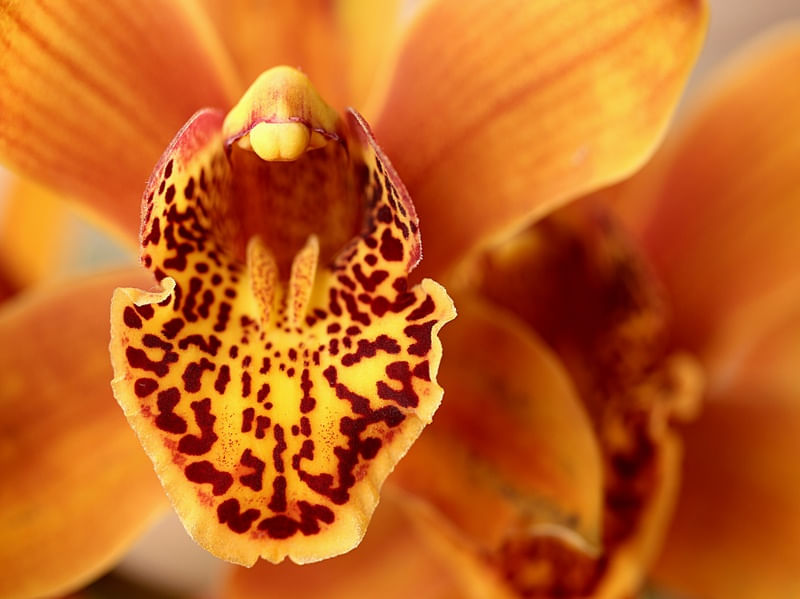 LA FLORAISON