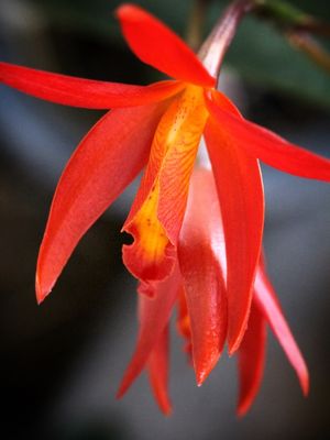 LA FLORAISON 1