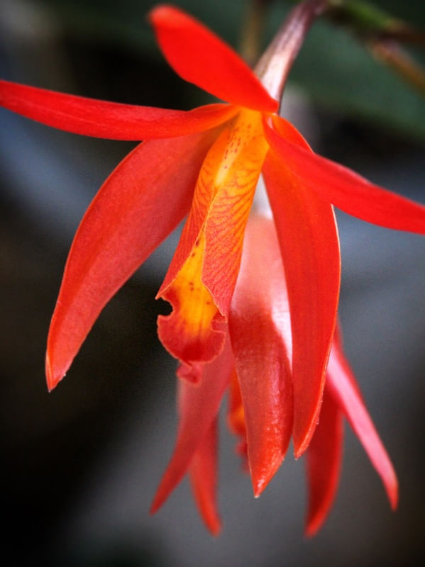LA FLORAISON 1