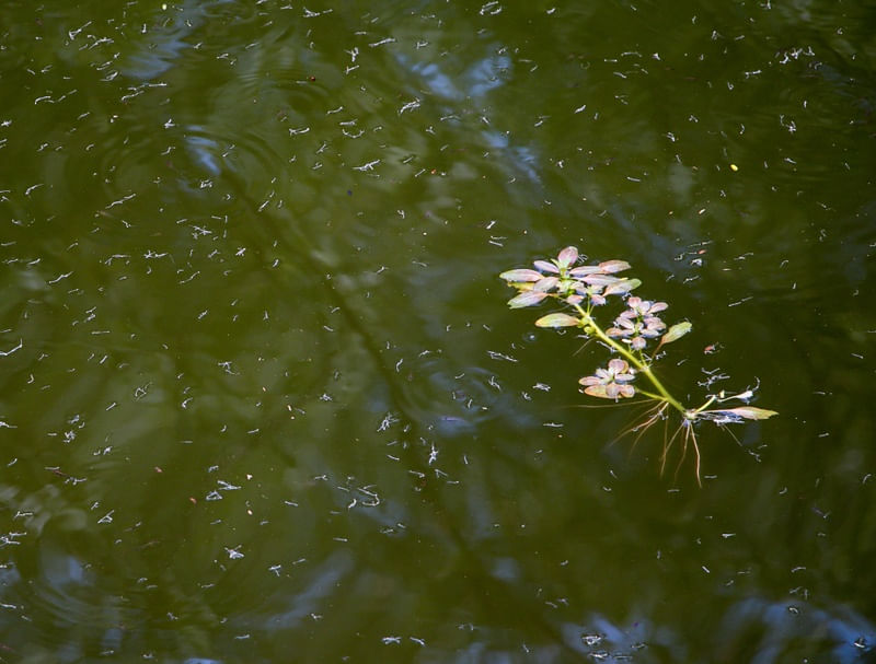FLOR NO LAGO