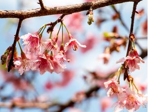 FLORES DE CEREJEIRA - SAKURA