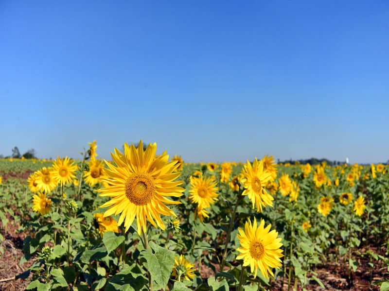 SUNFLOWER FIELD