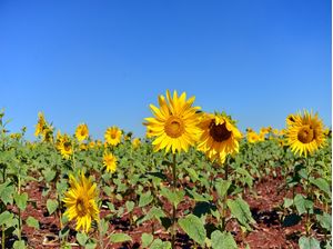 SUNFLOWER FIELD 2