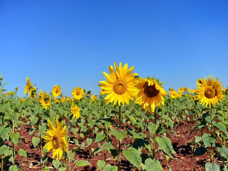 SUNFLOWER FIELD 2