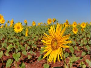 SUNFLOWER FIELD 3