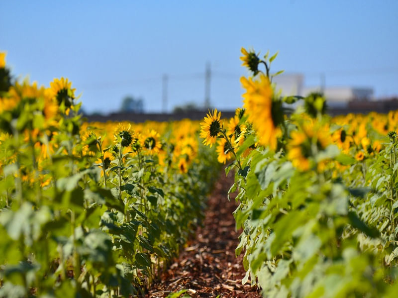 SUNFLOWER FIELD 4