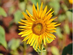 SUNFLOWER 2
