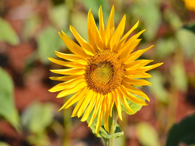 SUNFLOWER 2