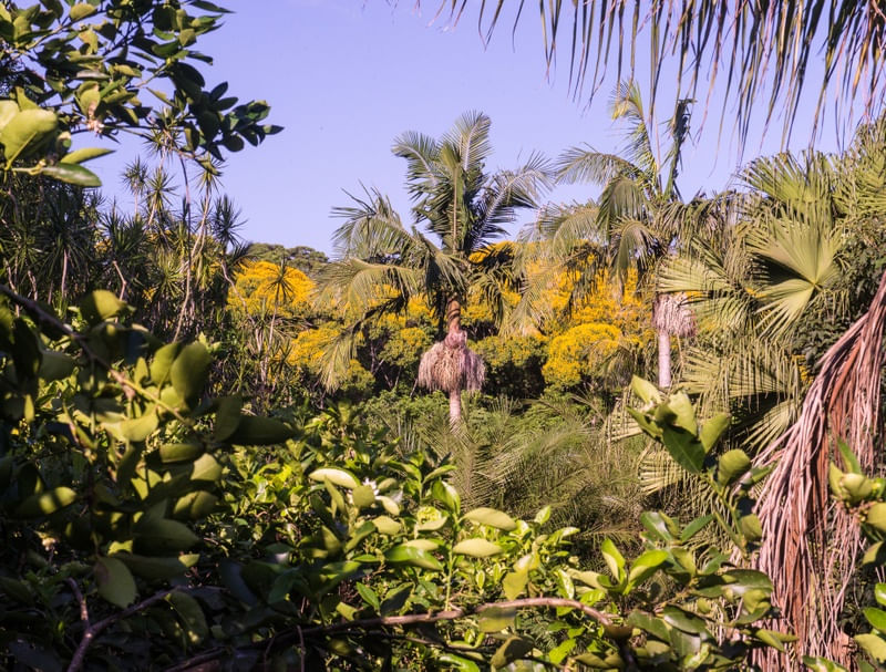 TROPICAL_TROPICAL