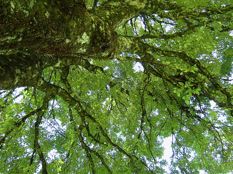 TRAMA VERDE 1